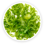 Chlorella Vulgaris
